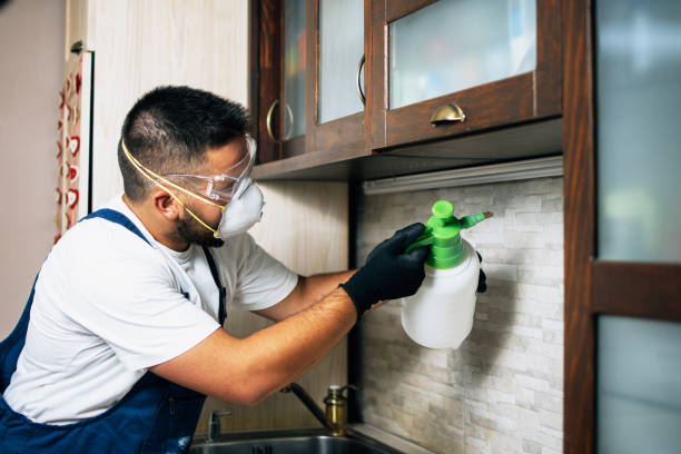 Best Rat Extermination Near Me  in Peach Springs, AZ