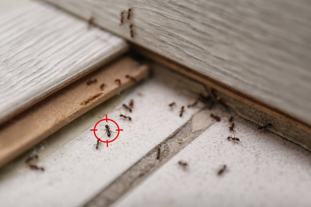 Best Pest Prevention Services  in Peach Springs, AZ