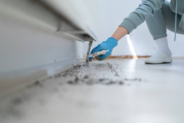 Best Pest Control Near Me  in Peach Springs, AZ